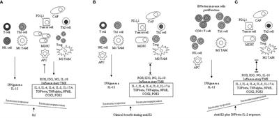Experimental and clinical evidence in favour of an effective immune stimulation in ER-positive, endocrine-dependent metastatic breast cancer